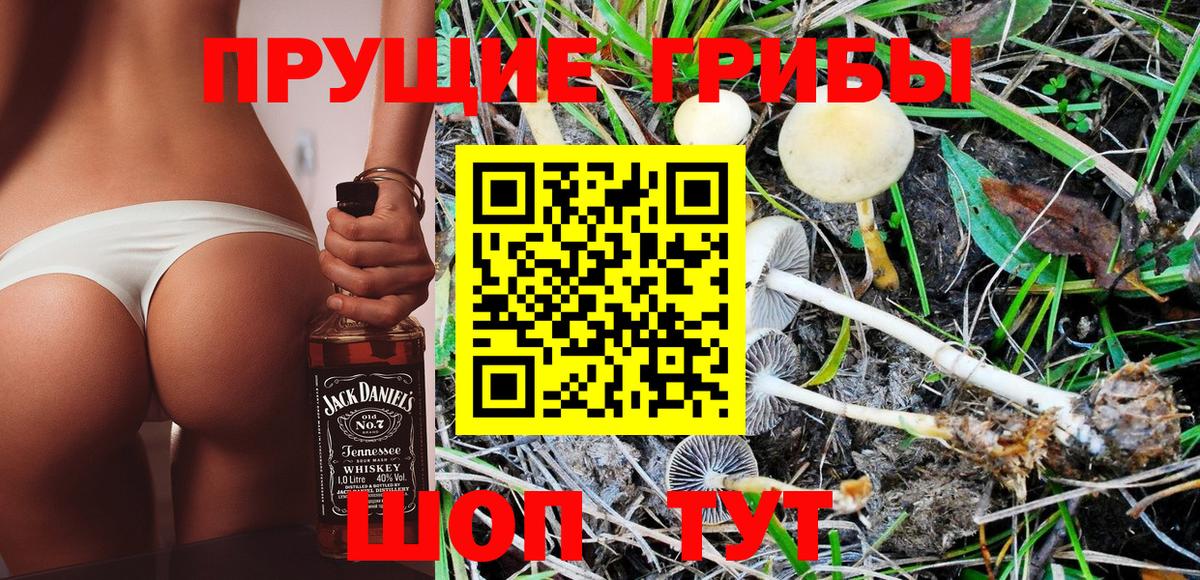 Псилоцибиновые грибы Psilocybe  Светлоград 