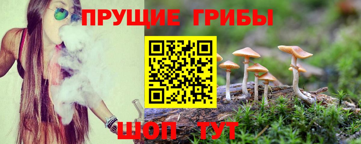 Галлюциногенные грибы Psilocybine cubensis  Вход с VPN  Псилоцибиновые грибы прущие грибы  Светлоград 